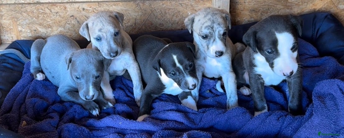 Whippet dogs Stunning whippet pups  - Advert 2