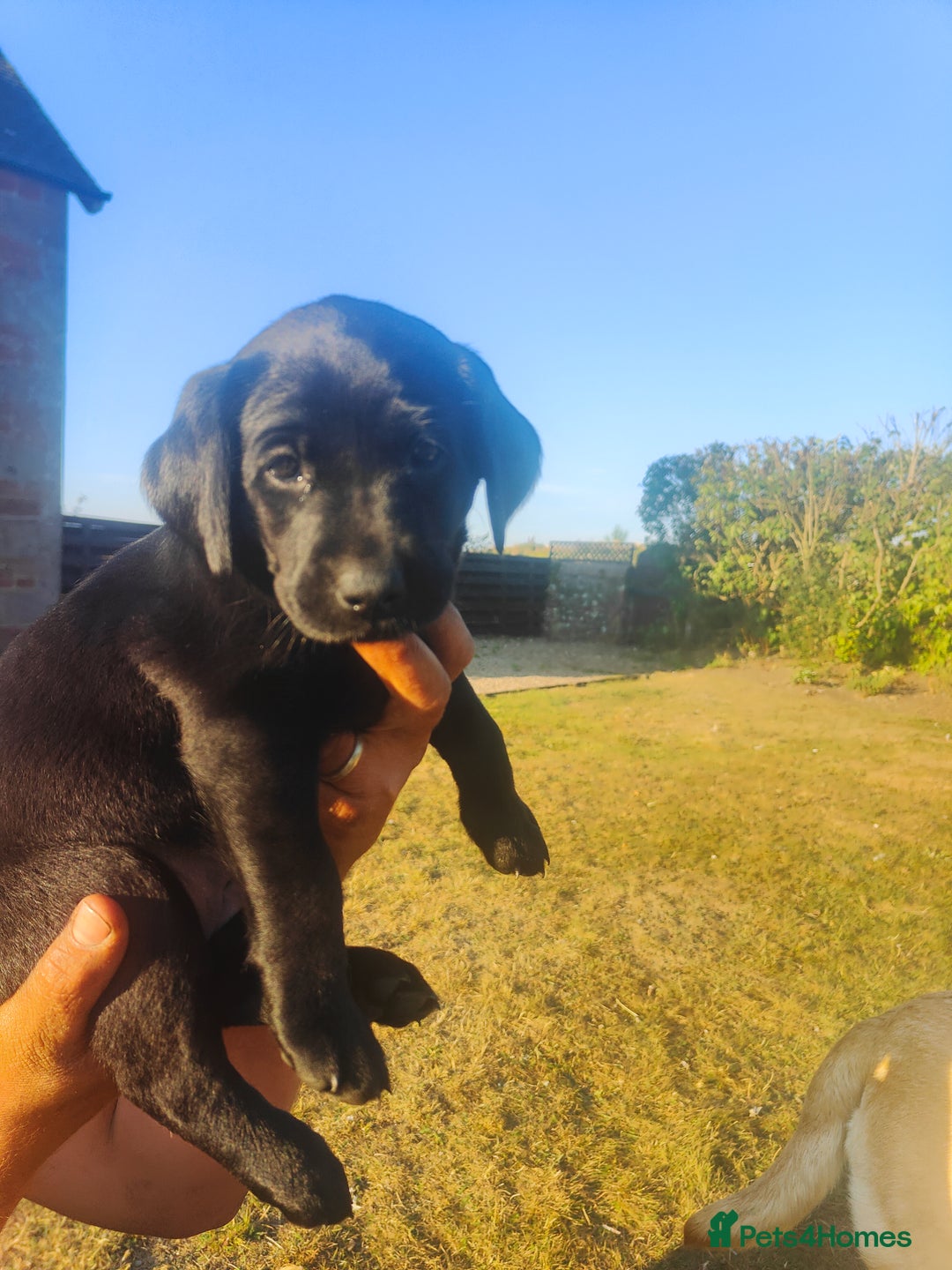Labrador Retriever dogs for sale: Labrador puppies KC reg  - Image 2