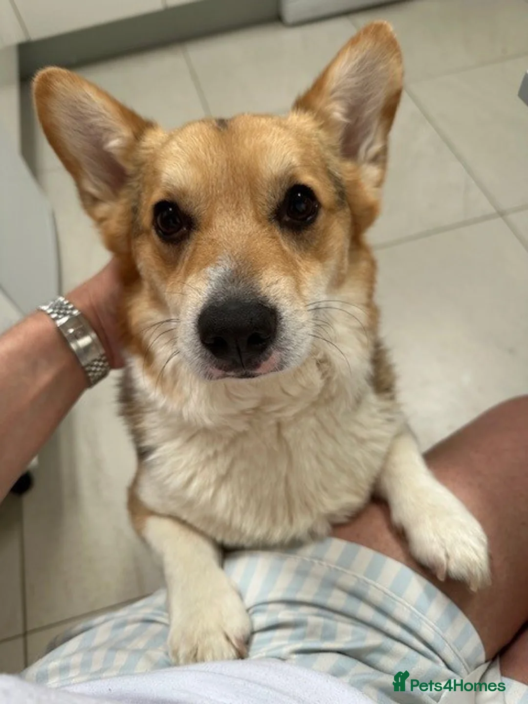 Welsh Corgi Pembroke dogs for sale: Julie & John are looking for their best home ever - Advert 2