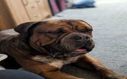 Mixed Breed dogs for sale: Duke  - Image 3