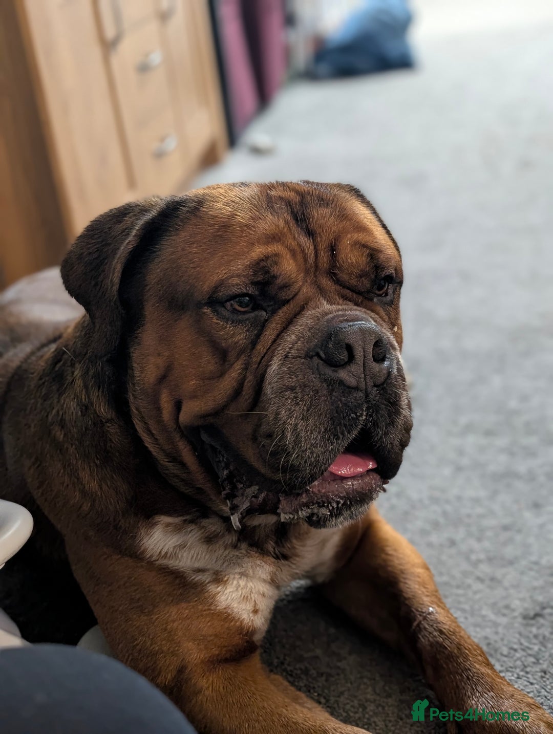 Mixed Breed dogs for sale: Duke  - Image 3