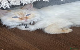 Ragdoll cats for sale: Ragdoll  - Image 1