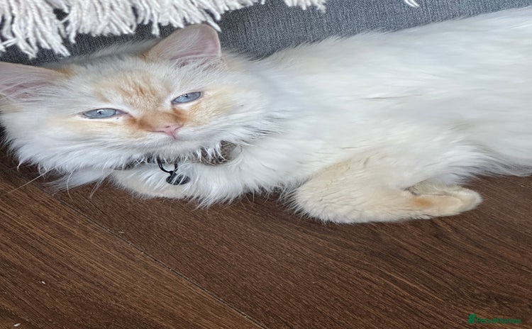 Ragdoll cats - Advert 14