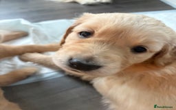 Golden Retriever dogs for sale: 💕 2 Golden Retriever Girls Left 💕 - Image 4