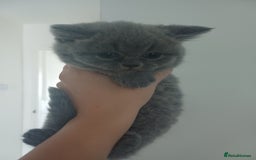 British Shorthair cats for sale: British Shorthair  - Image 26