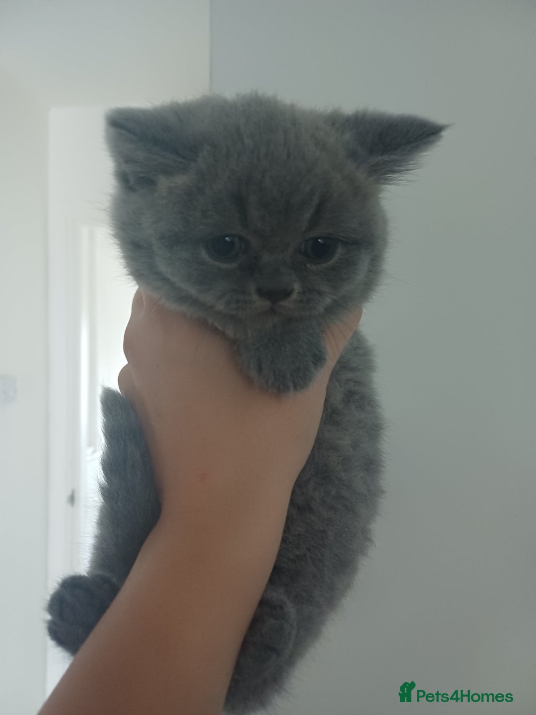 British Shorthair cats for sale: British Shorthair  - Image 26