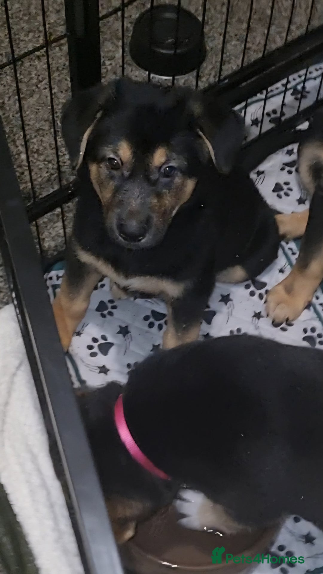 Mixed Breed dogs for sale: German shepard cross for sale - Advert 3