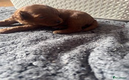 Cavapoo dogs for sale: Exceptional red toy cavapoo puppies - Image 5