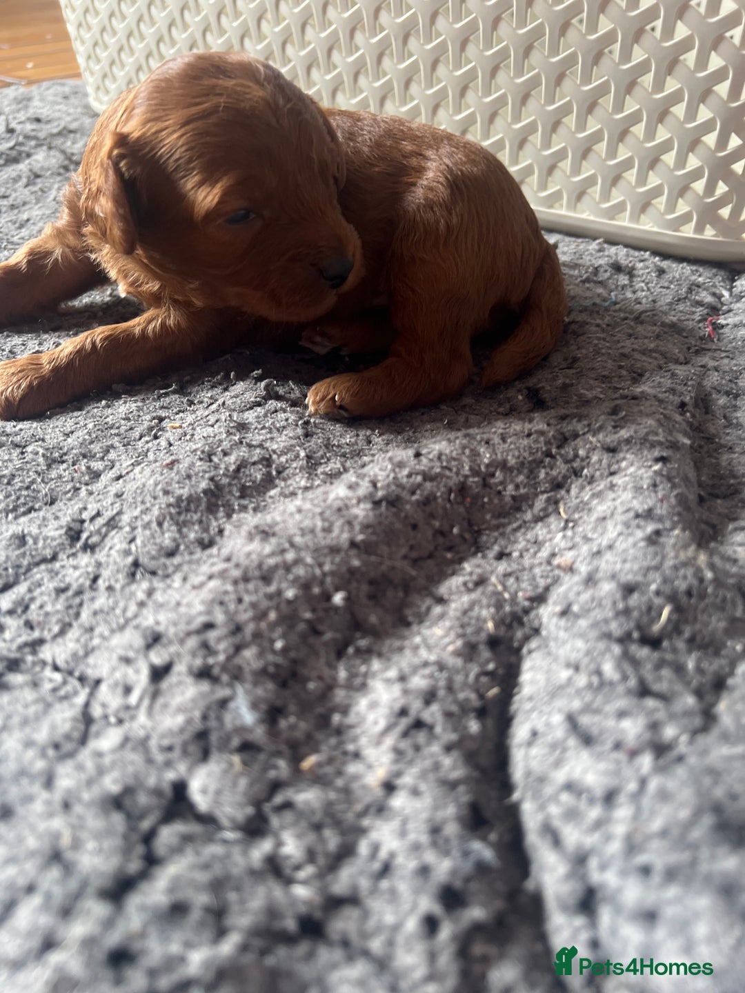 Cavapoo dogs for sale: Exceptional red toy cavapoo puppies - Image 5