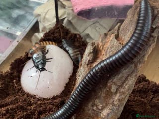 Mixed Breed invertebrates Mixed bugs for sale - Advert 2