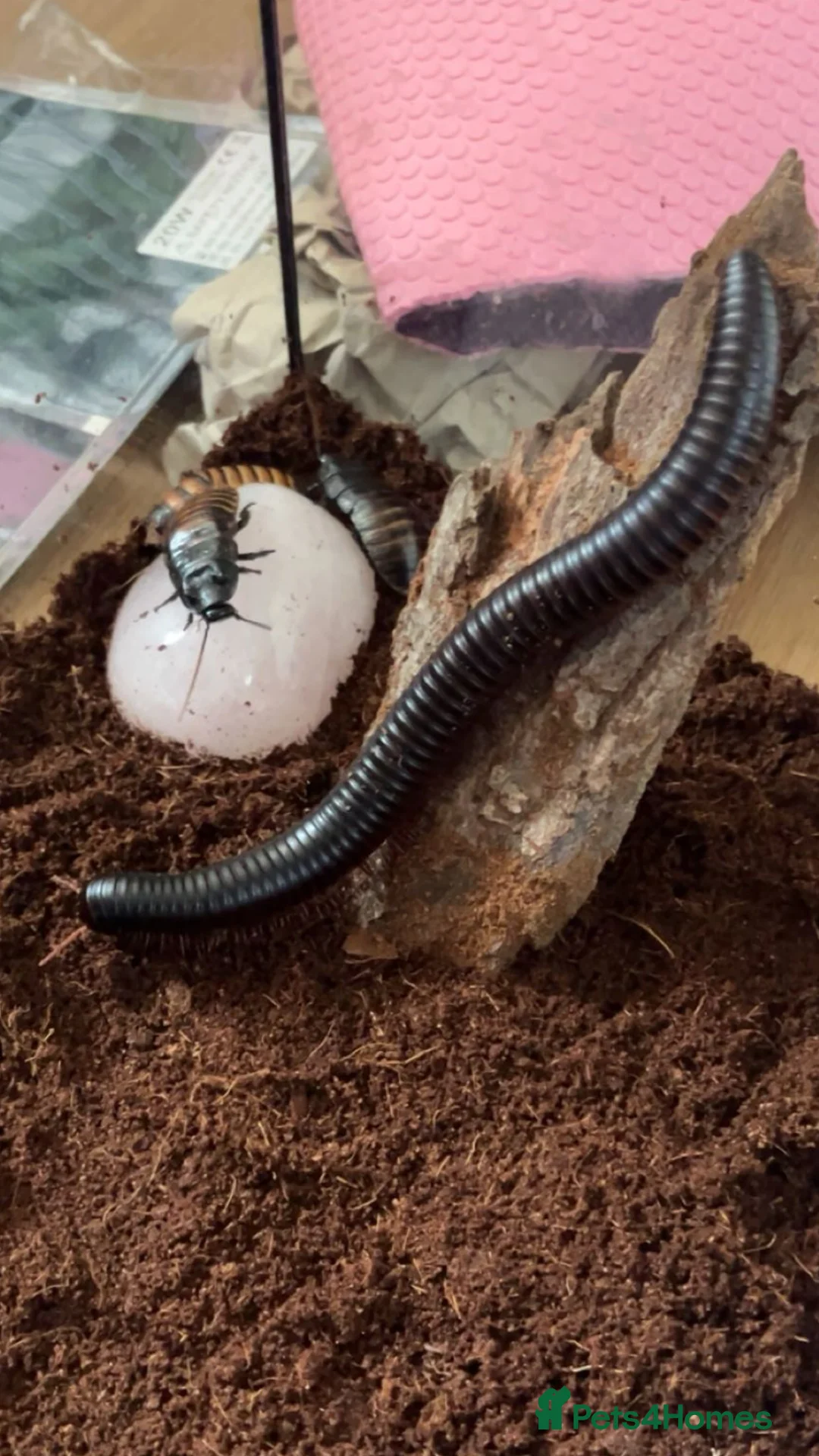 Mixed Breed invertebrates for sale: Mixed bugs for sale - Advert 1