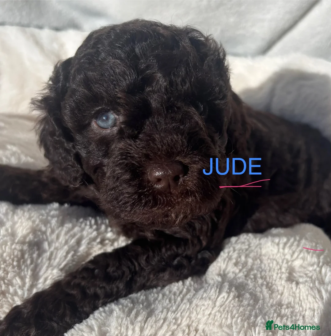 Cockapoo dogs for sale: 🌼4 COCKERPOO’s ready now in CHESHIRE🌼 - Advert 2