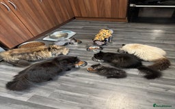 Persian cats for sale: Silver black tabby Persian mix kittens  - Image 8
