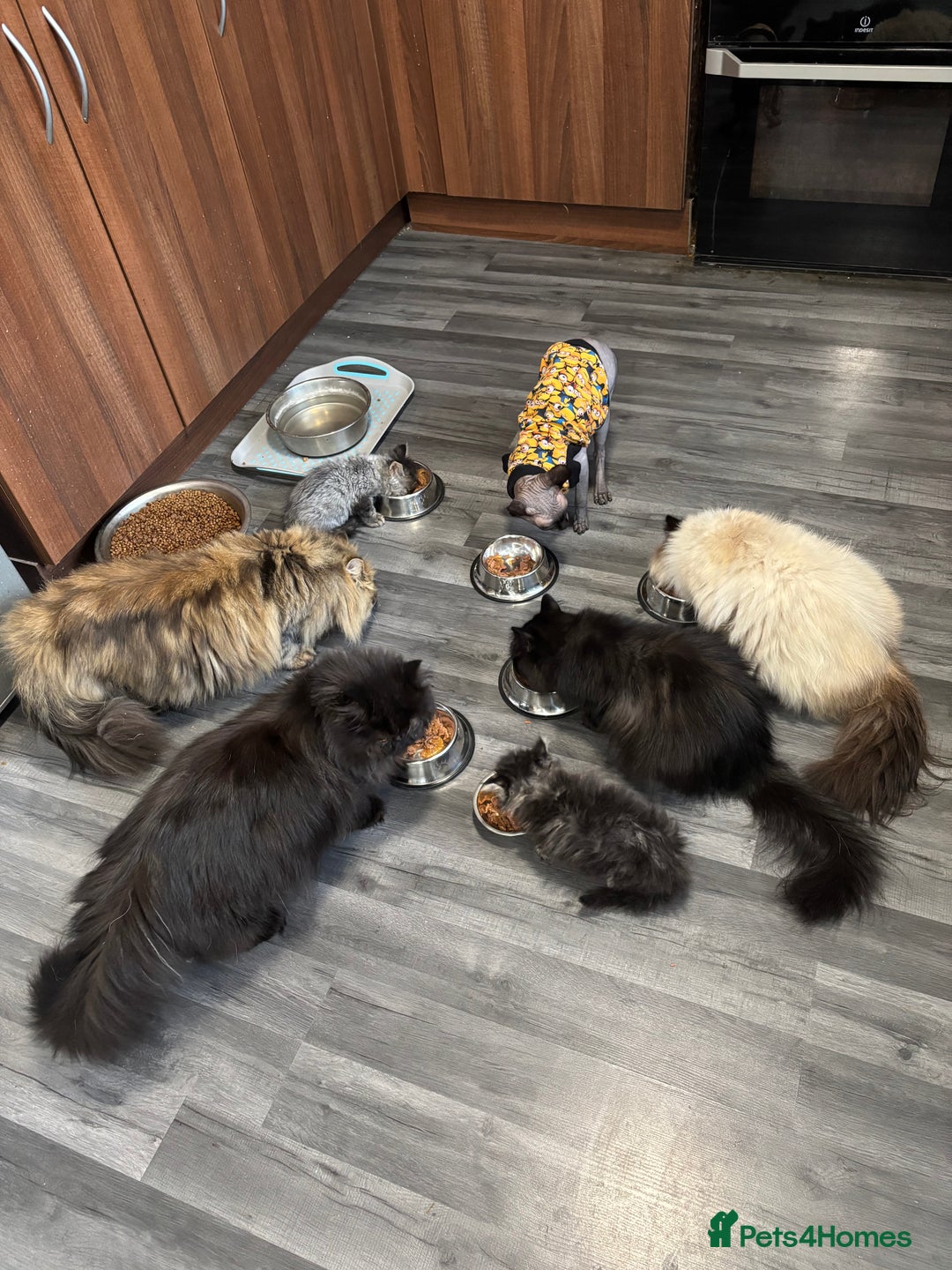 Persian cats for sale: Silver black tabby Persian mix kittens  - Image 8