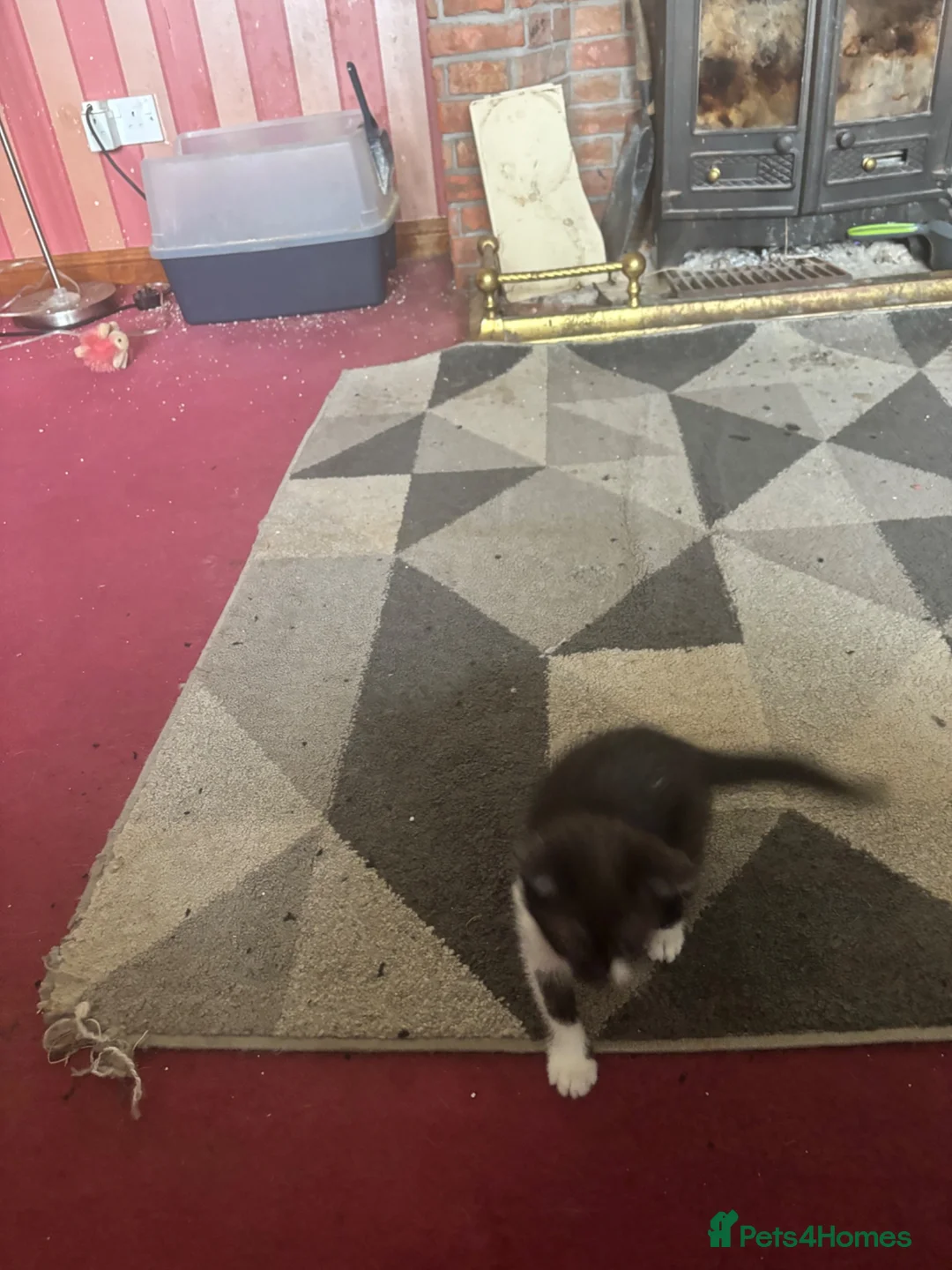Mixed Breed cats for sale: Black/White Female kitten  - Advert 7