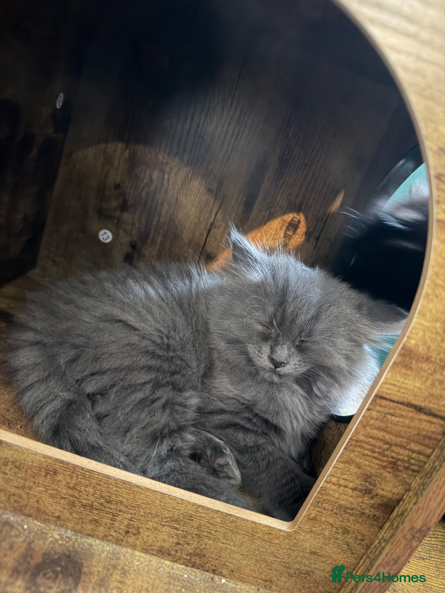 British Longhair cats Beautiful chunky blue BLH kittens  - Advert 4