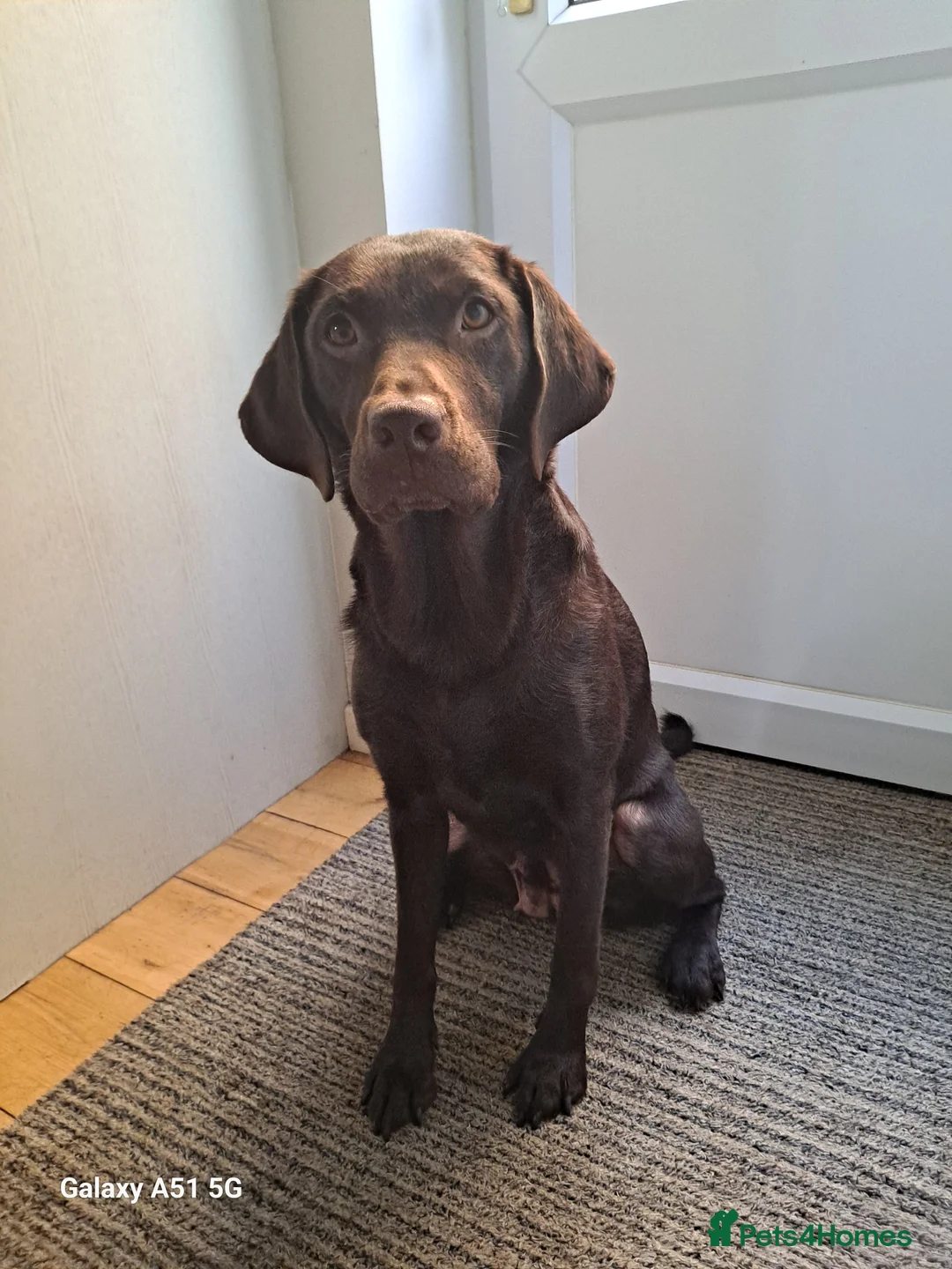 Labrador Retriever dogs for sale: Black Labrador retriever puppy - Advert 1