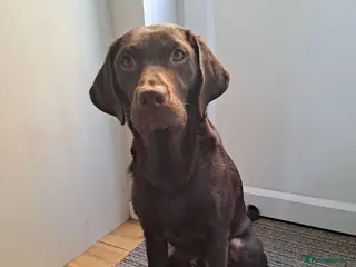 Labrador Retriever dogs Black Labrador retriever puppy - Advert 5