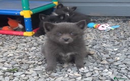 Pomsky dogs for sale: Adorable small f3 Pomsky puppies for sale  - Image 20