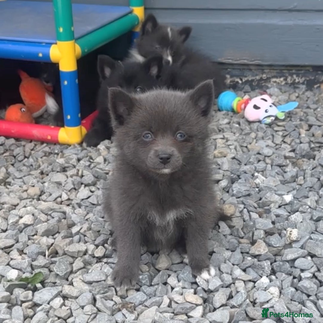 Pomsky dogs for sale: Adorable small f3 Pomsky puppies for sale  - Image 20