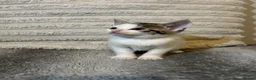 Mixed Breed cats for sale: 2 beautiful kittens ready to go now! - Advert 9