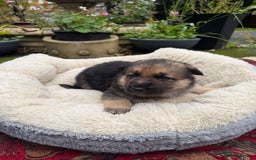 German Shepherd dogs for sale: German Shepherd puppy for sale - Image 15