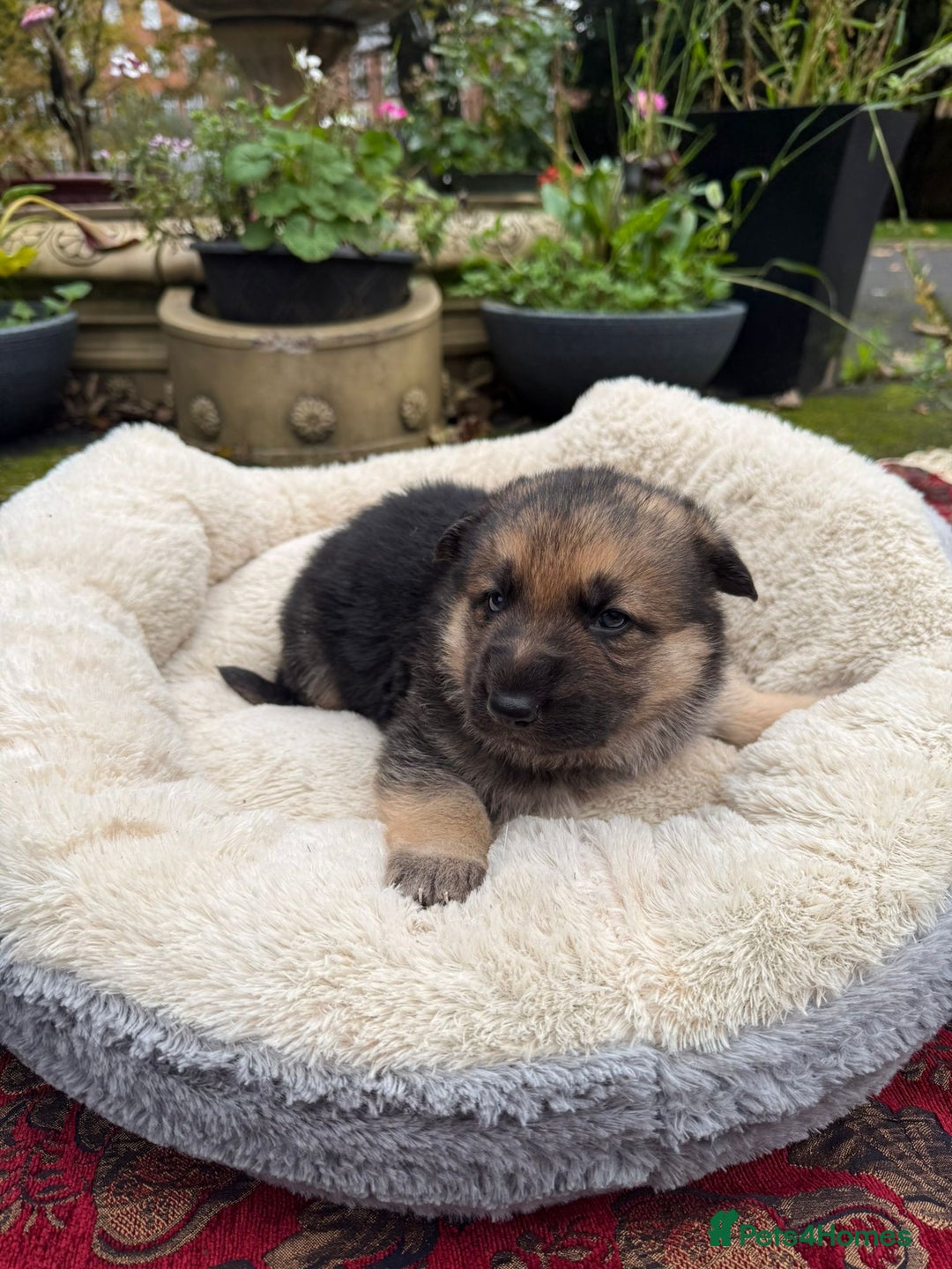 German Shepherd dogs for sale: German Shepherd puppy for sale - Image 15