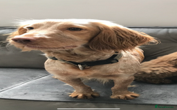 Cockapoo dogs for sale: 🐾STUNNING F1 COCKERPOOS HEALTH TESTED PARENTS 🐾 - Image 14