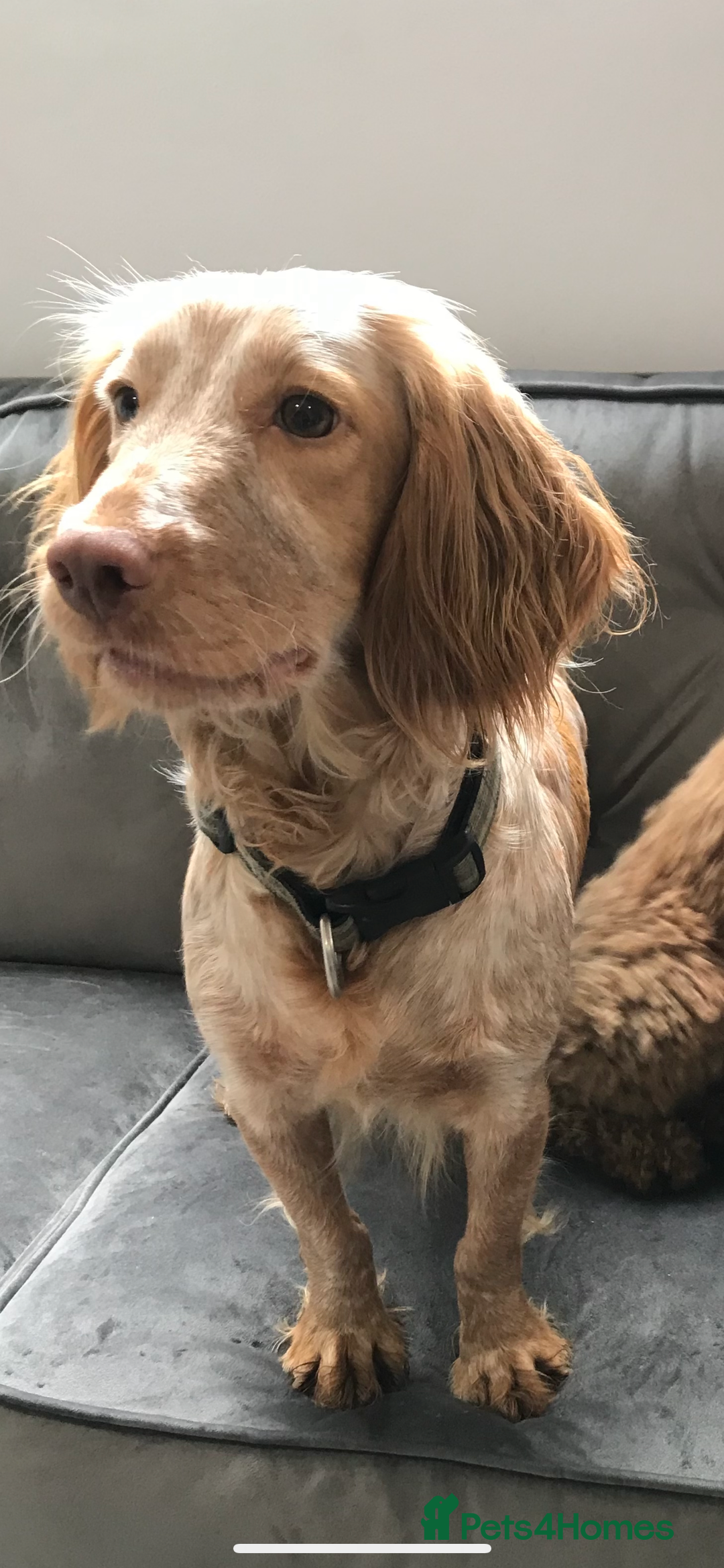 Cockapoo dogs for sale: 🐾STUNNING F1 COCKERPOOS HEALTH TESTED PARENTS 🐾 - Image 14