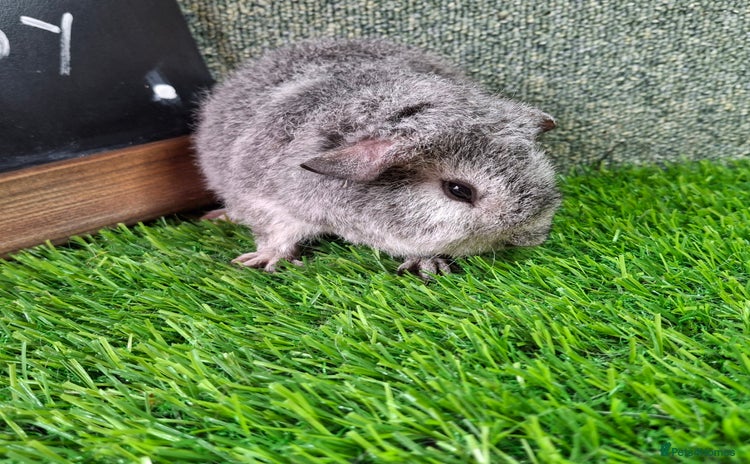 Guinea Pig rodents - Advert 1