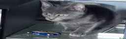 Mixed Breed cats for sale: Beautiful kittens for sale  - Advert 33