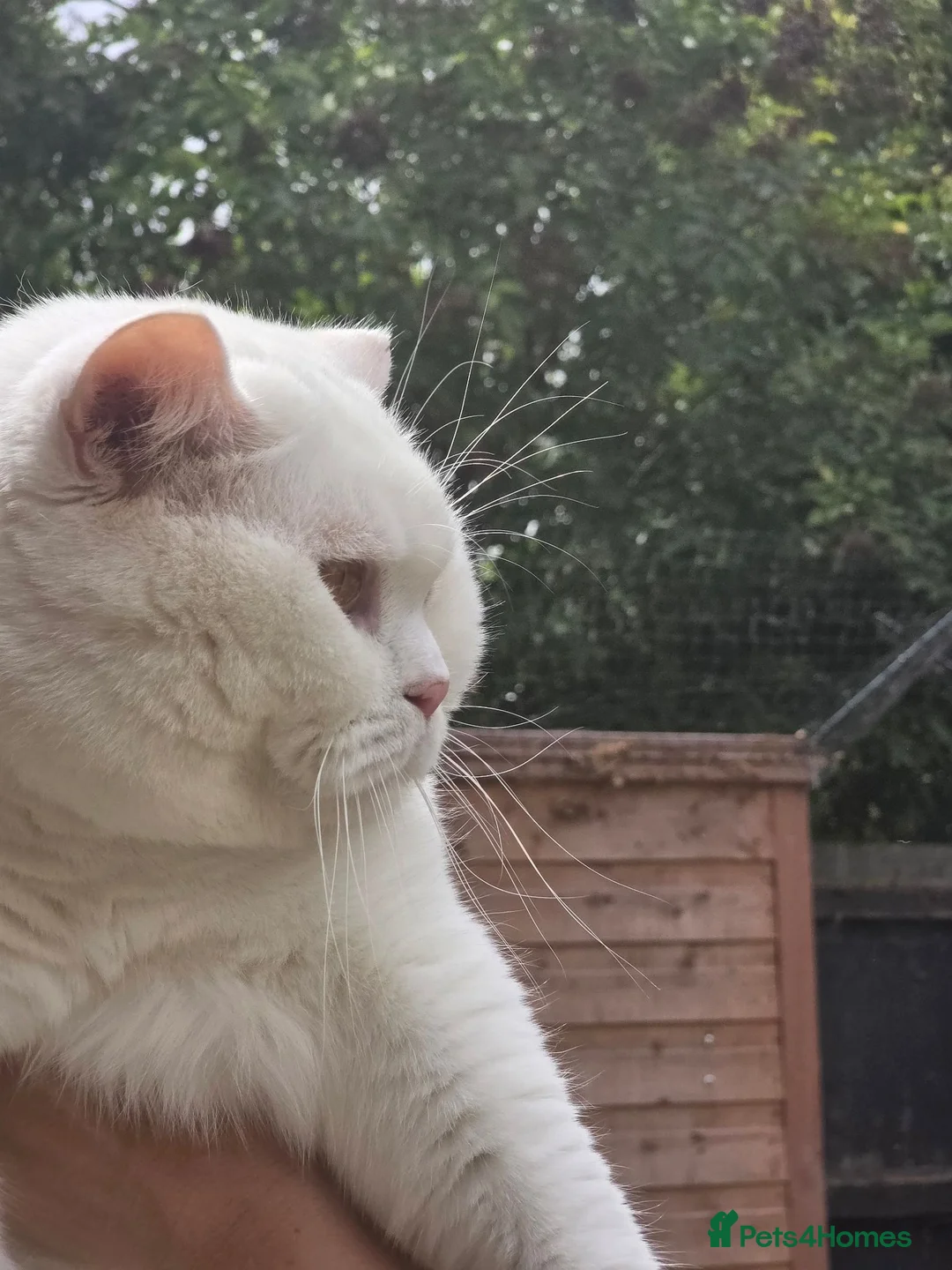 British Shorthair cats for stud: 🤍 PROVEN White British Shorthair Stud Service 🤍 - Advert 2