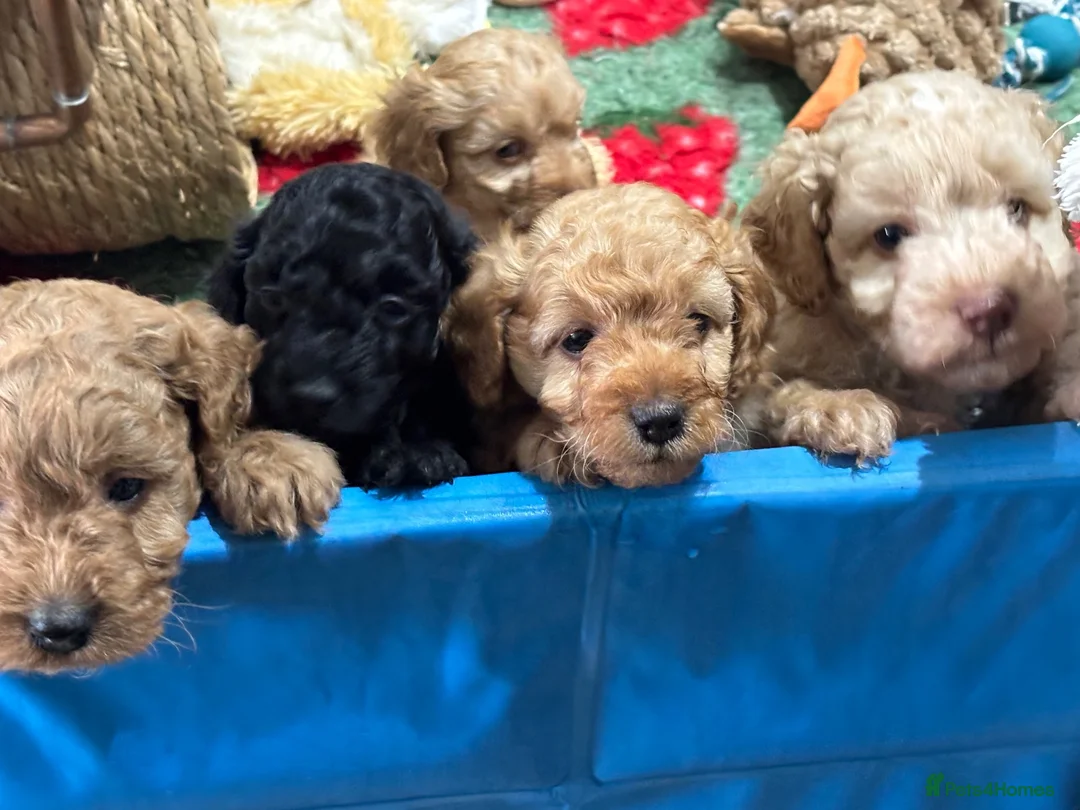 Cockapoo dogs for sale: 🐾 2 COCKAPOO PUPPIES 🐾 in Ilminster - Advert 2