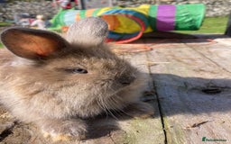 Netherland Dwarf rabbits for sale: Beautiful Netherland dawf mini lop bunnies  - Advert 2