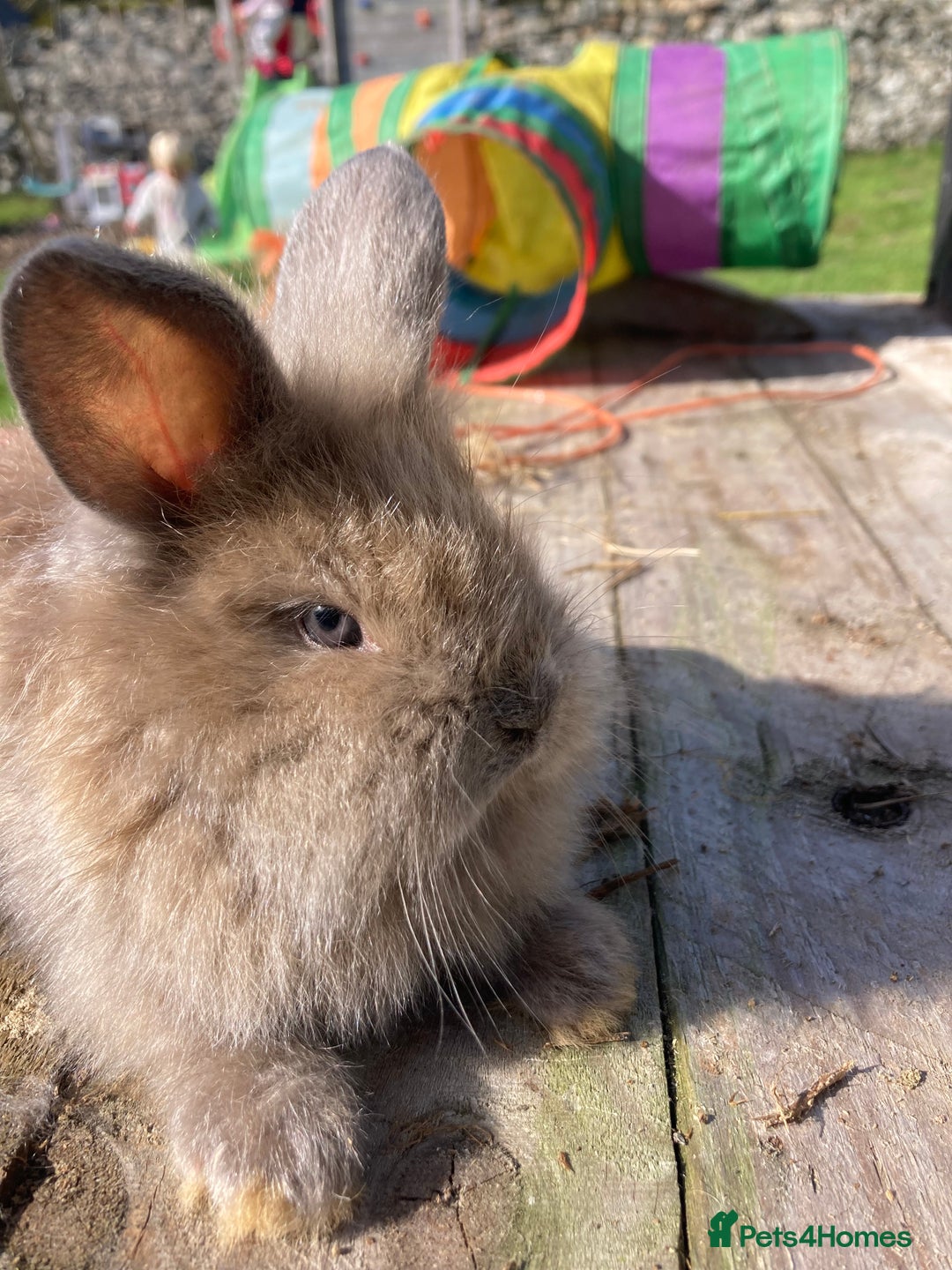 Netherland Dwarf rabbits for sale: Beautiful Netherland dawf mini lop bunnies  - Advert 2