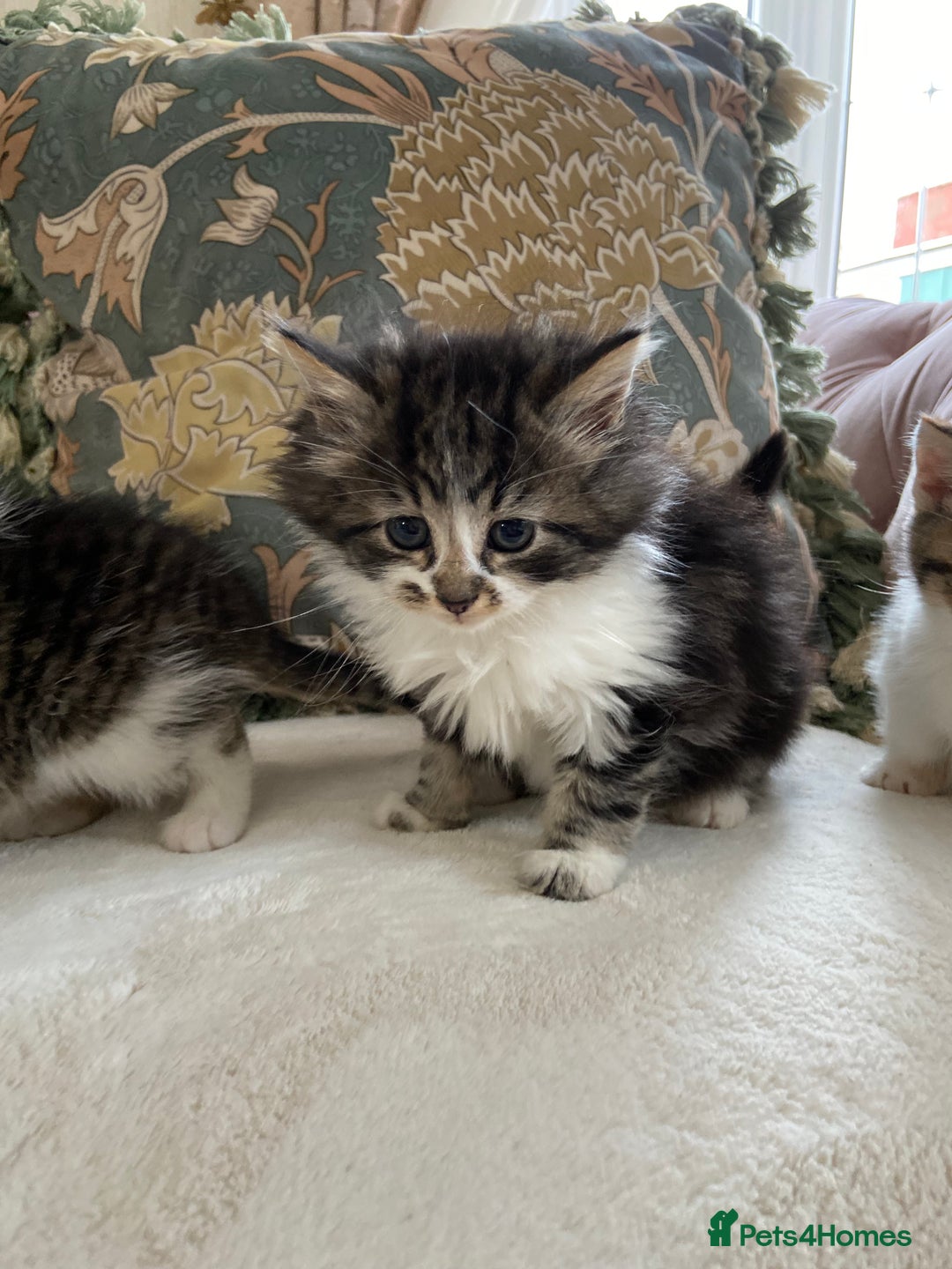 Mixed Breed cats for sale: Girl kittens  - Advert 3