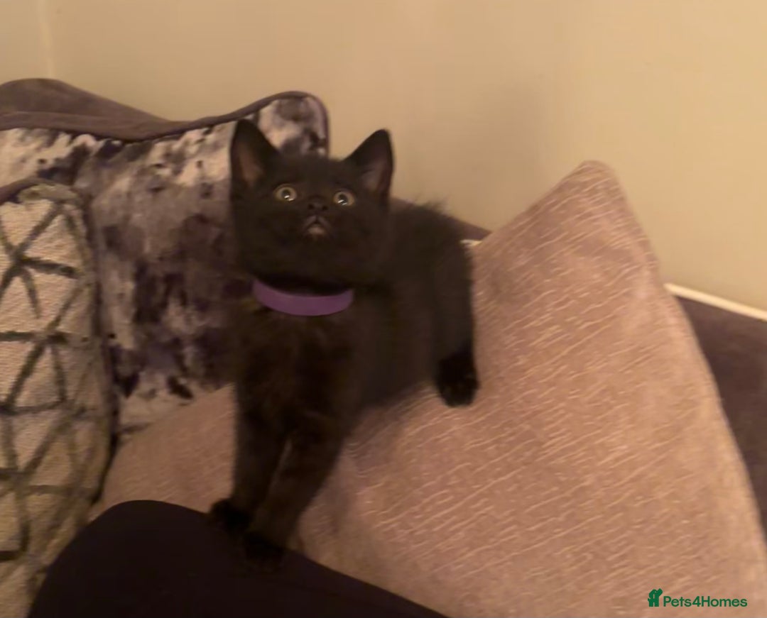 British Shorthair cats for sale: 5 BSH kittens (Grey Kitten GONE) - Image 18