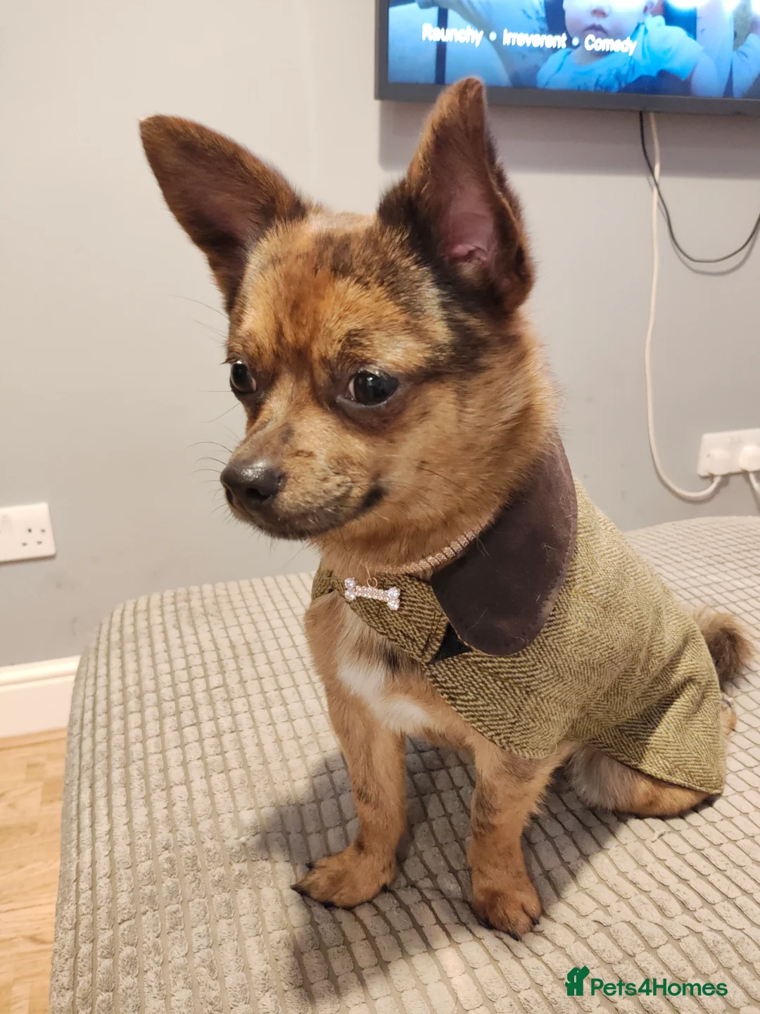 Mixed Breed dogs for stud: POMERANIAN x JACK RUSSELL CHIHUAHUA MIX STUD DOG - Advert 10