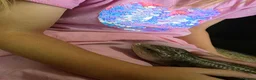 Skink reptiles for sale: Irian Jaya Blue tongue skink - Advert 3
