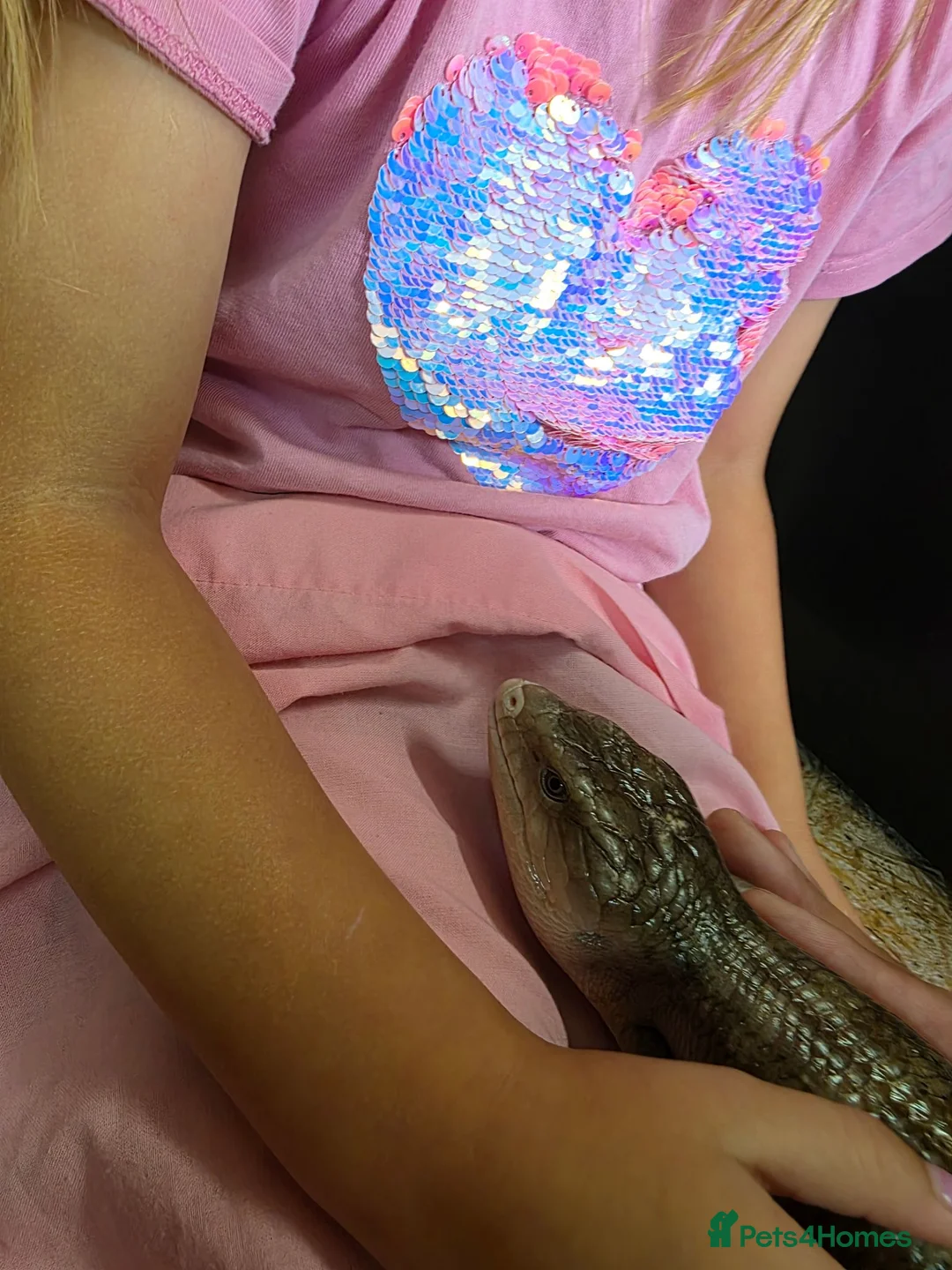 Skink reptiles for sale: Irian Jaya Blue tongue skink - Advert 3