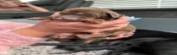Dobermann dogs for sale: Exceptional Pedigree Doberman pups for sale  - Advert 12