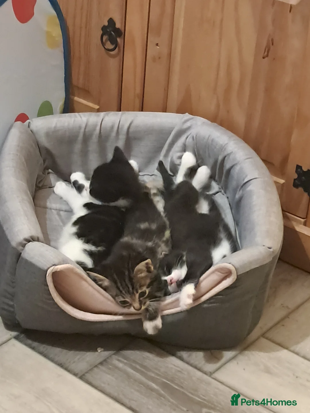 Mixed Breed cats for sale: Beautiful litter of 3 kittens - Advert 4