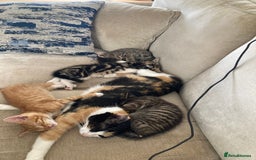 Mixed Breed cats for sale: Beautiful kittens - Image 4