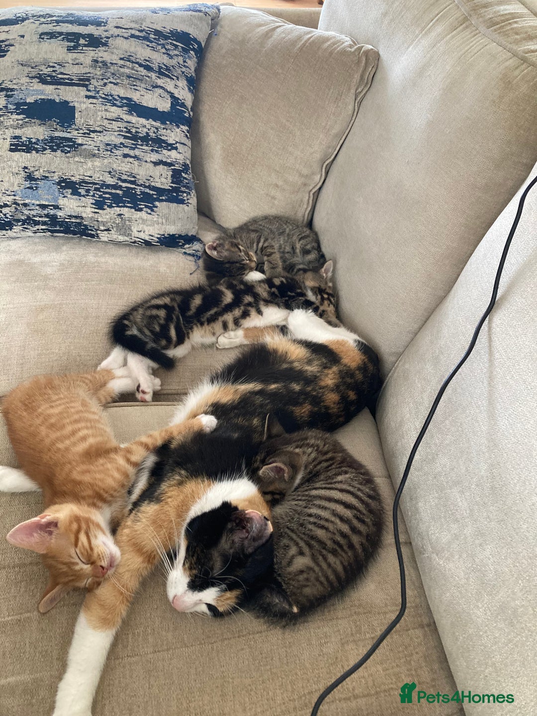 Mixed Breed cats for sale: Beautiful kittens - Image 4