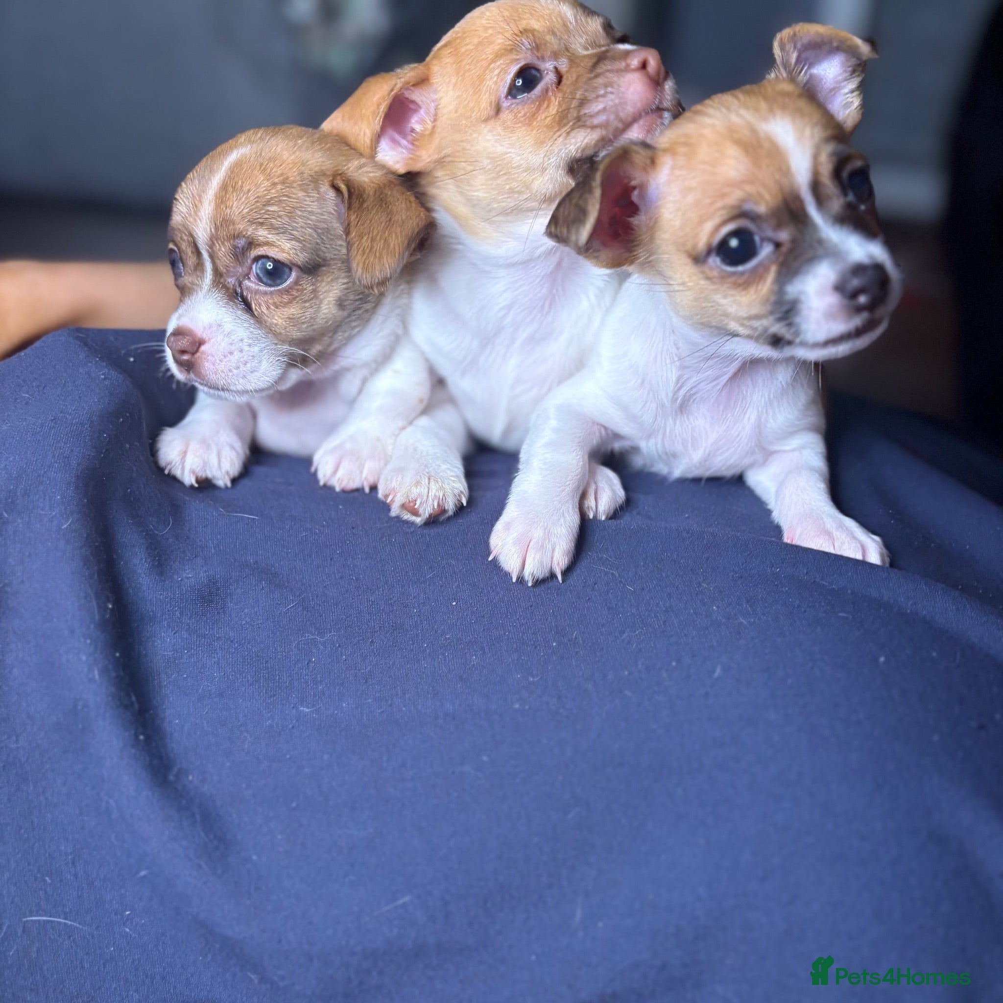 Chipoo dogs Beautiful Chipoos girls  - Advert 2