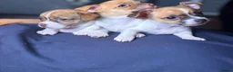 Chipoo dogs for sale: Beautiful Chipoos girls  - Advert 2