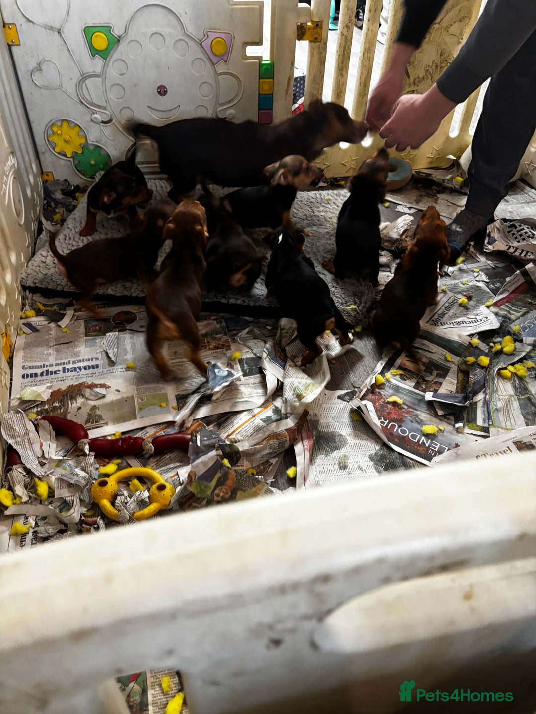 Jack Russell dogs for sale: Beautiful miniature pure Jack Russell’s  - Advert 10