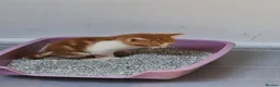Mixed Breed cats for sale: Handsome Ginger Boy & Adorable Calico Girl - Advert 35