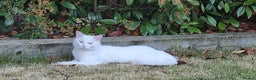 Mixed Breed cats for sale: 4year old white male cat - Advert 8