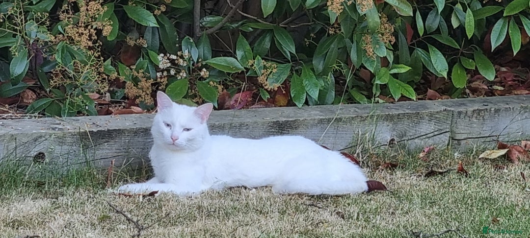Mixed Breed cats for sale: 4year old white male cat - Advert 8